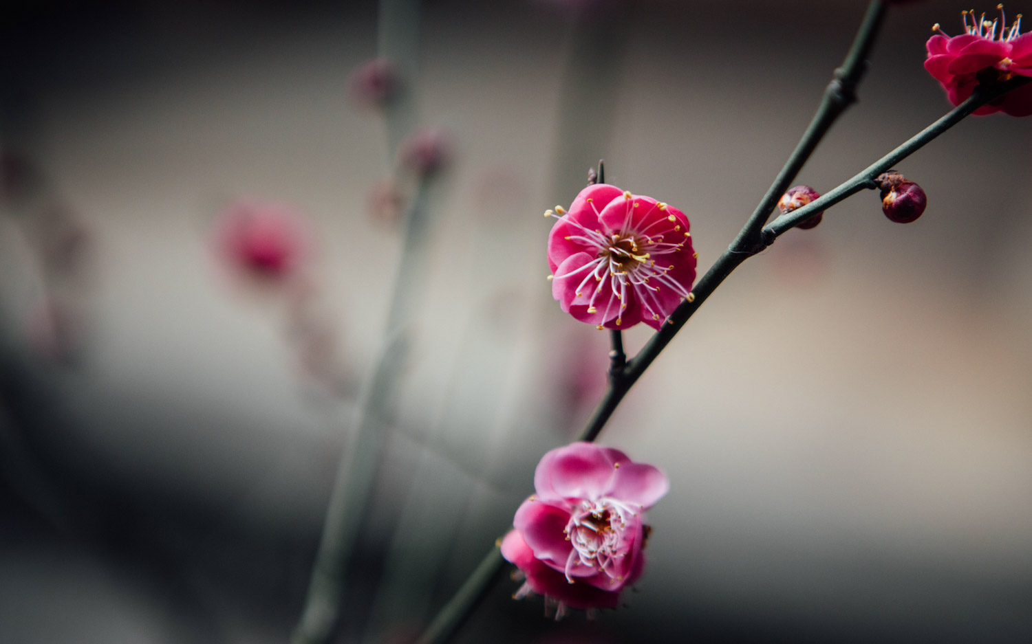 Plum blossom