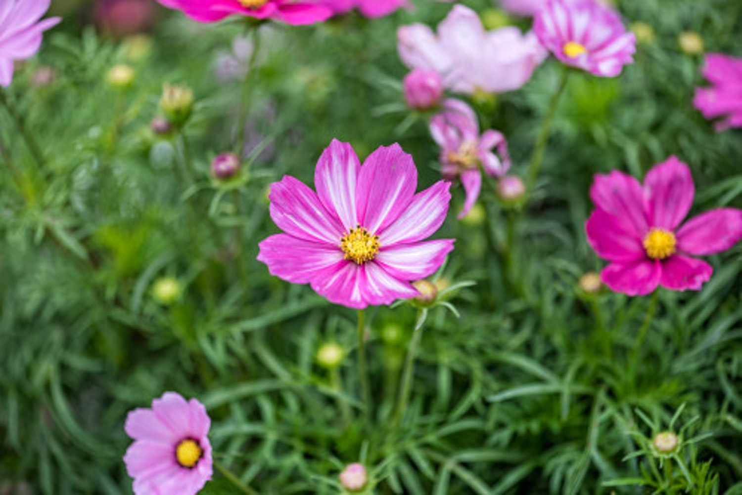 galsang flower