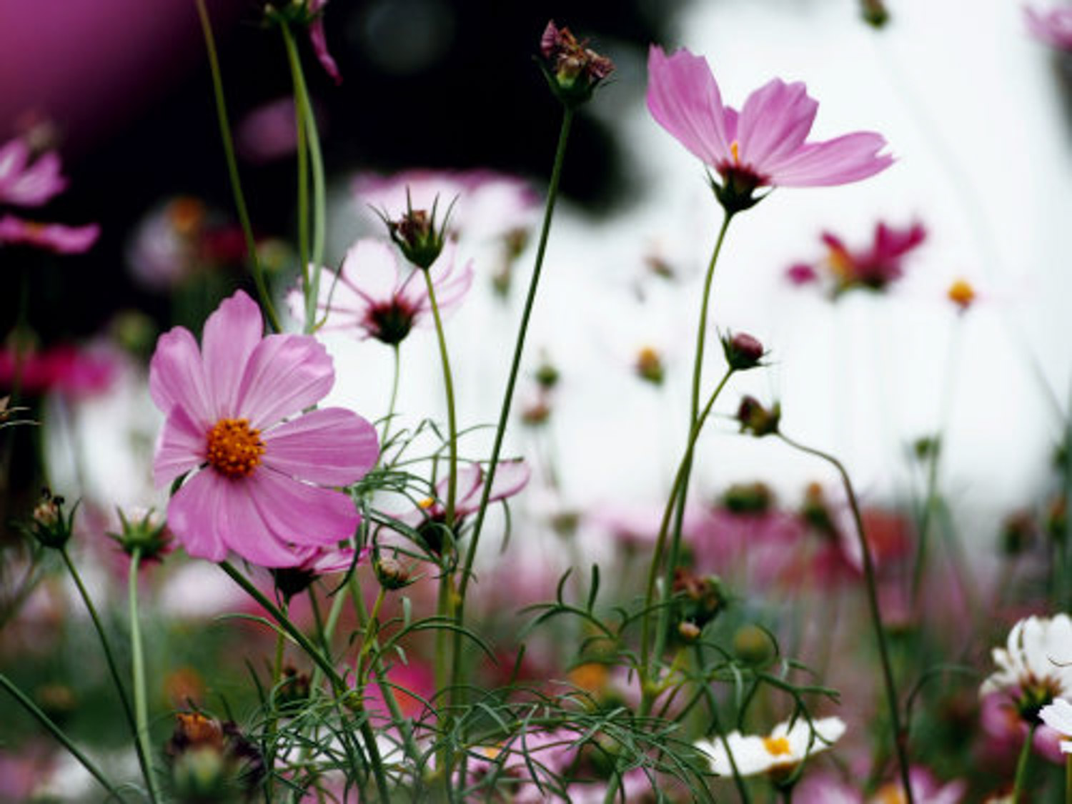 galsang flower