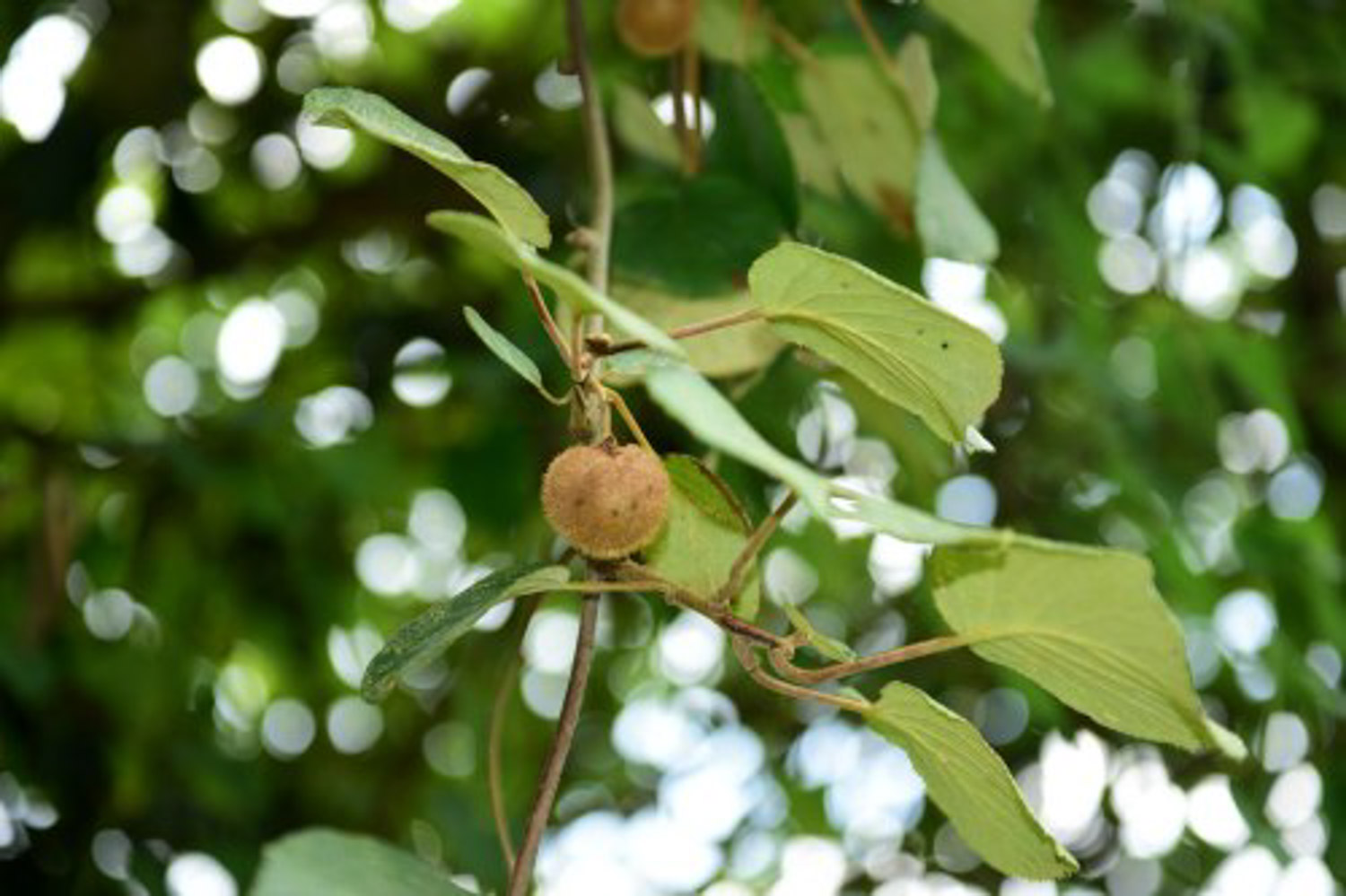 kiwifruit