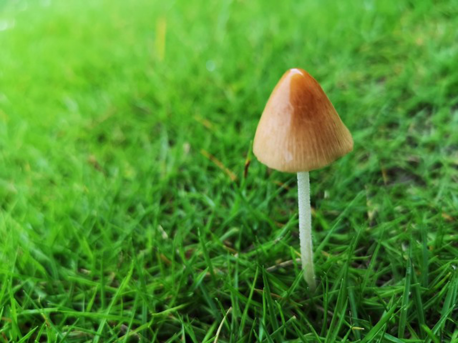 Mushroom