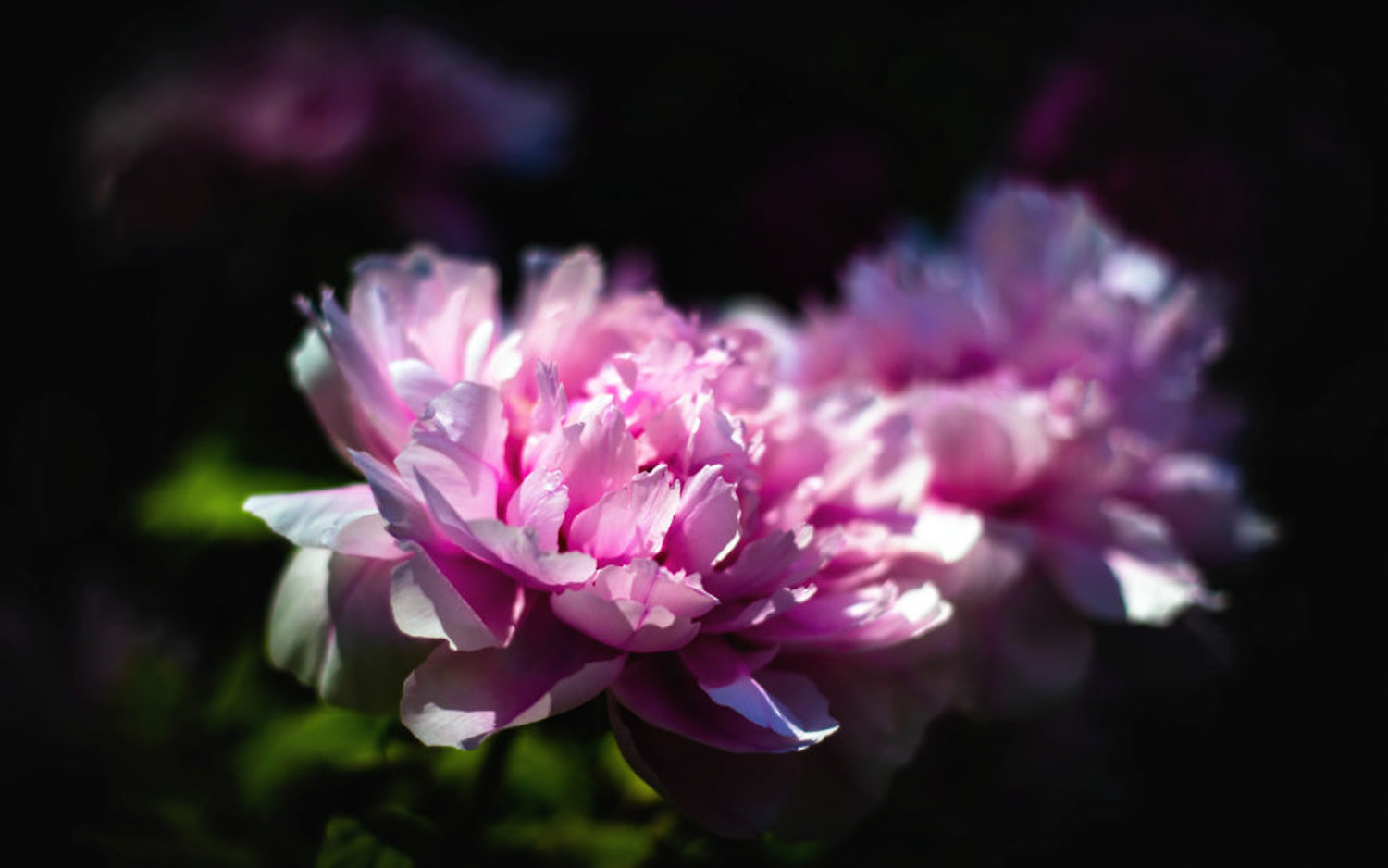 peony