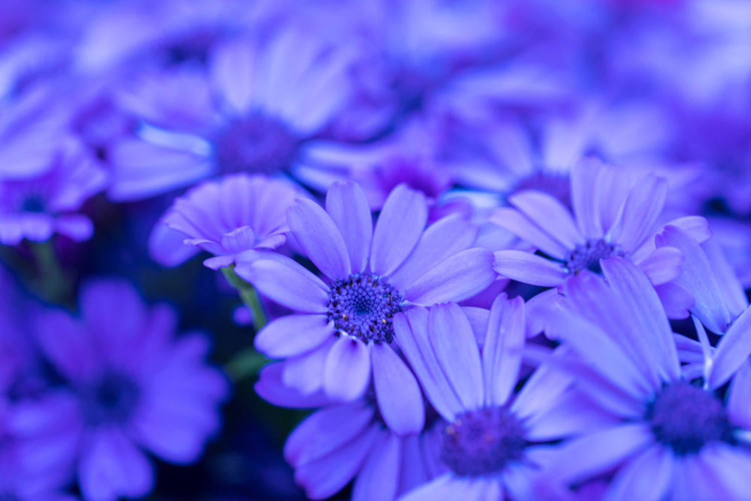 cineraria