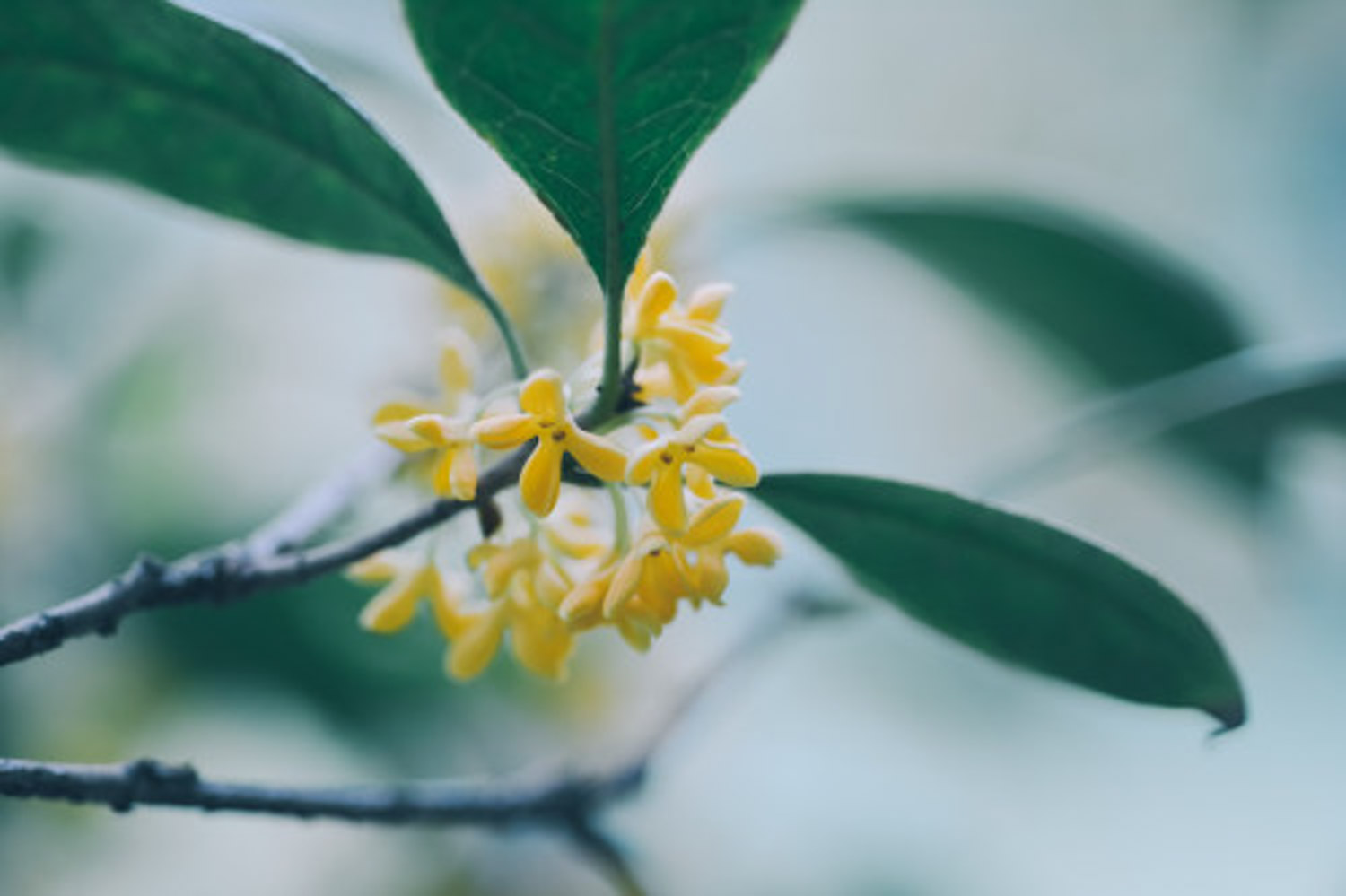 sweet-scented osmanthus