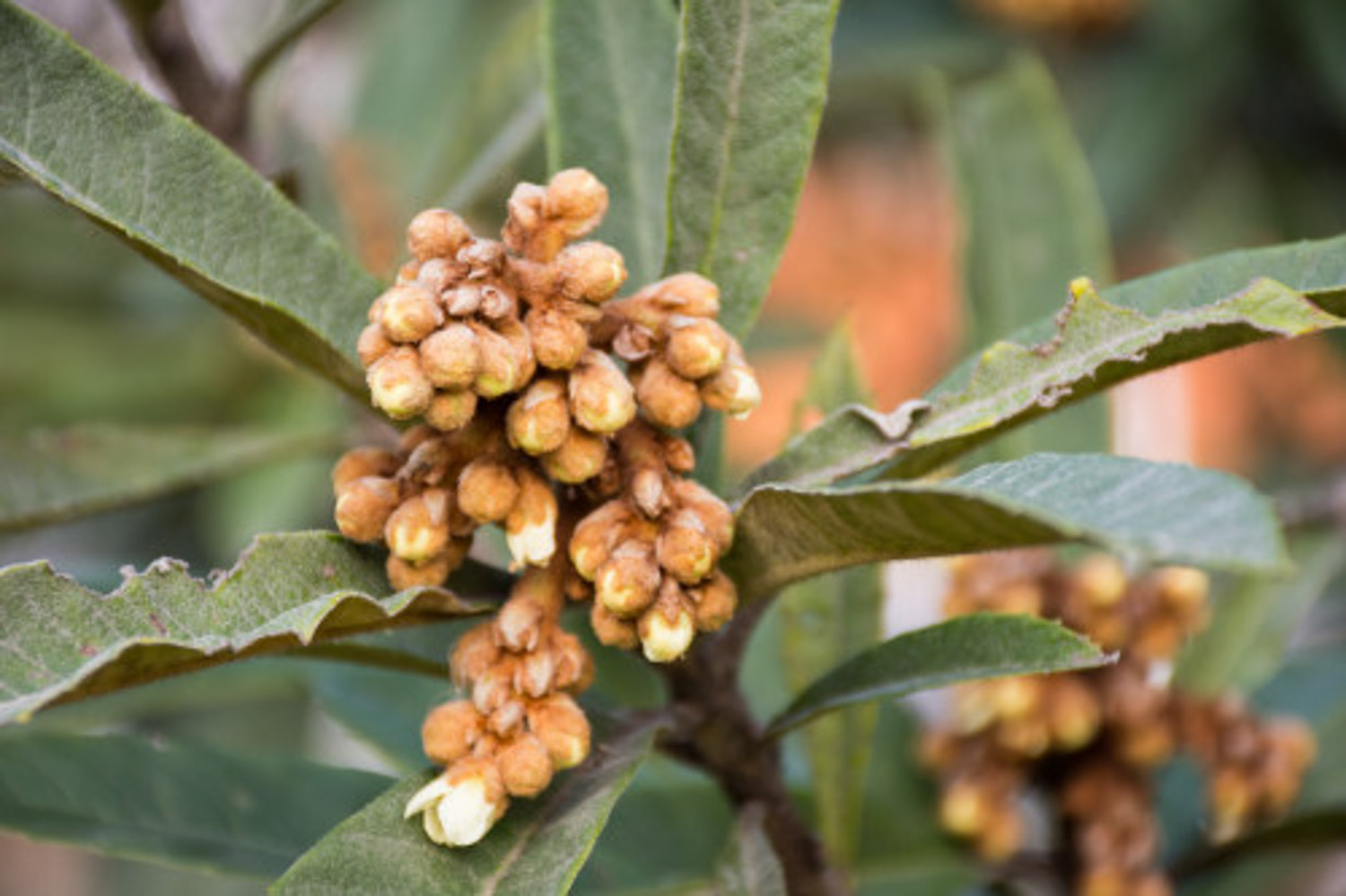 Loquat