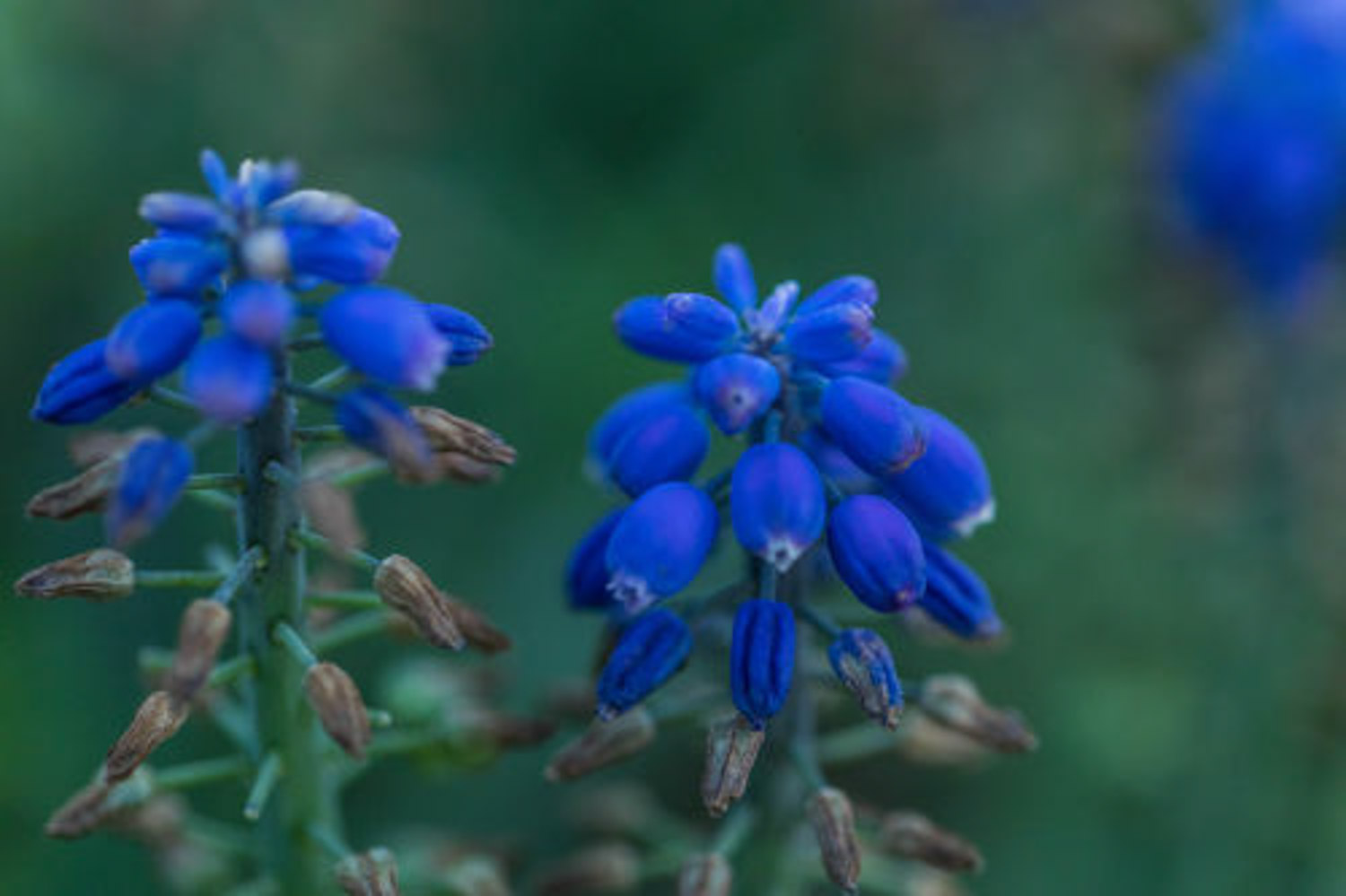 Muscari