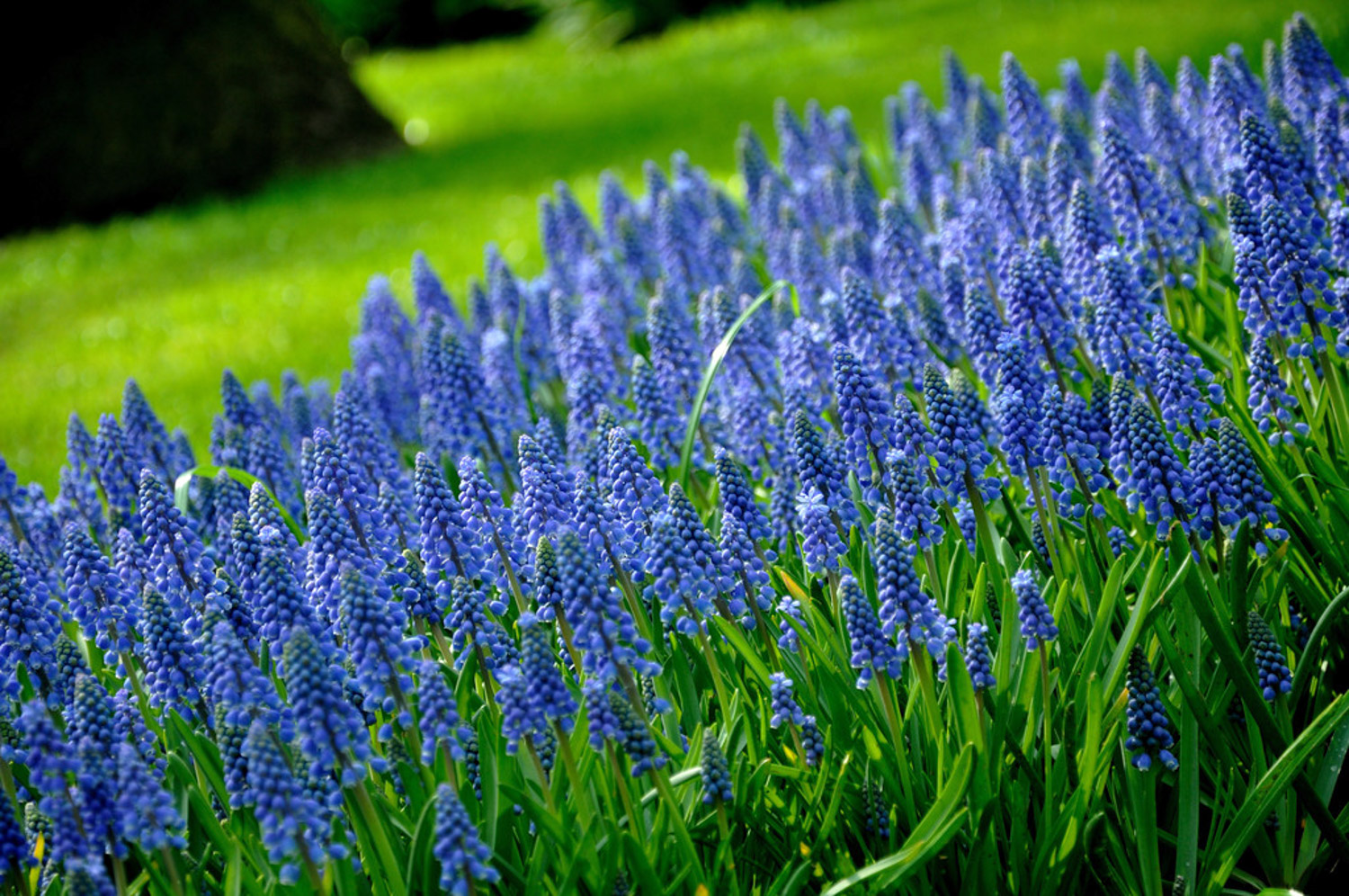 Muscari