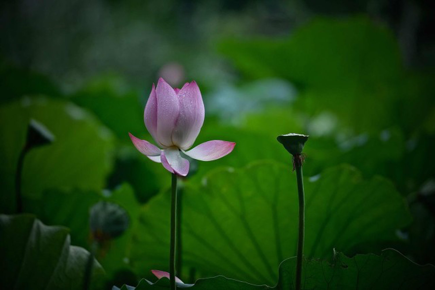 Lotus