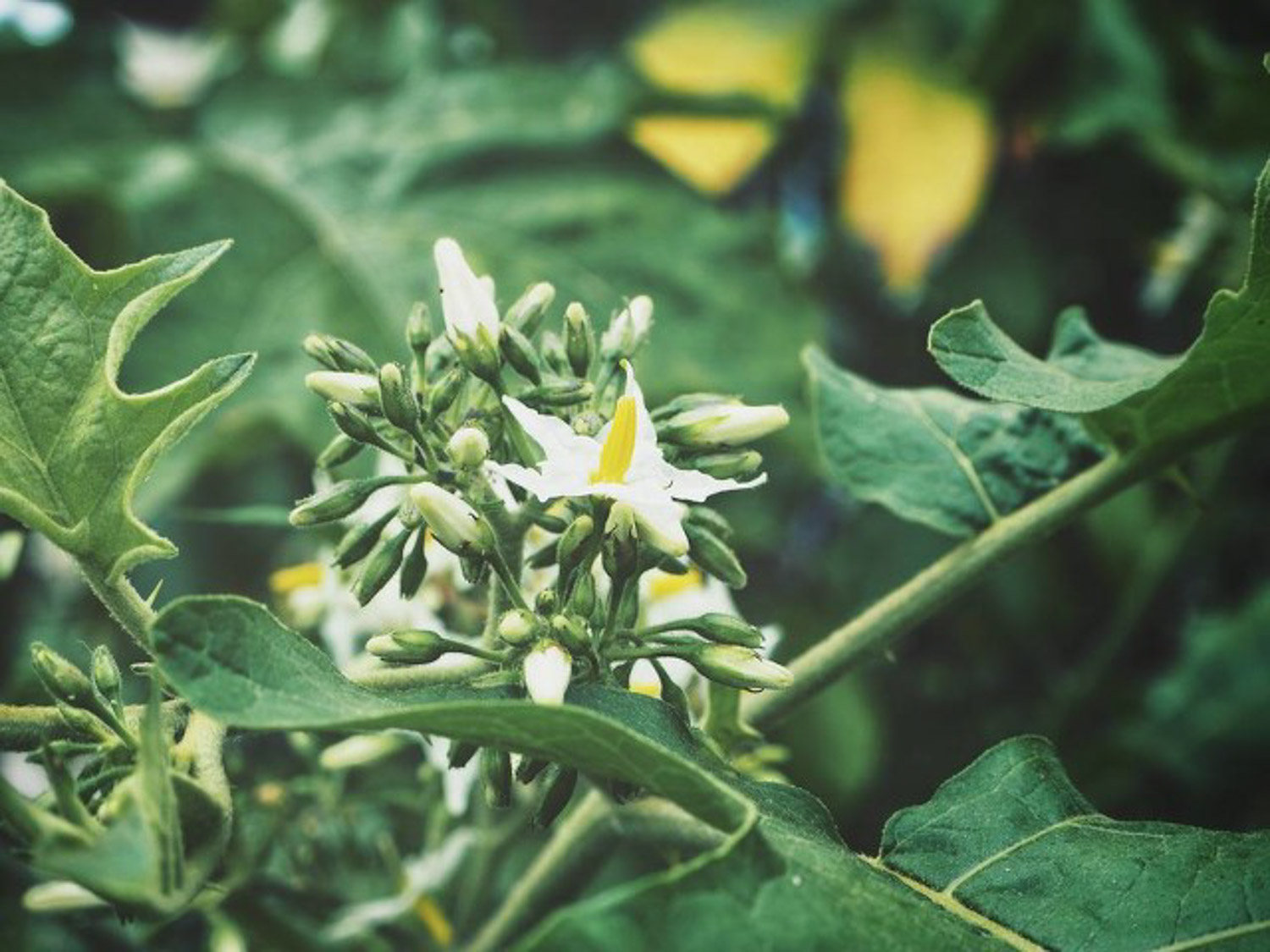 eggplant