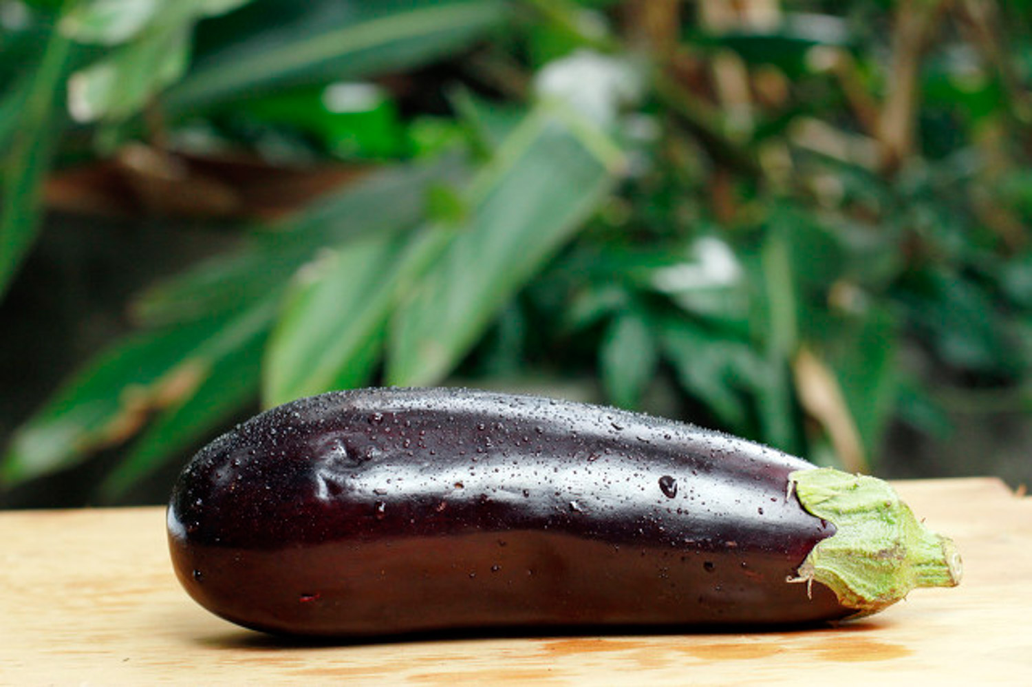 eggplant