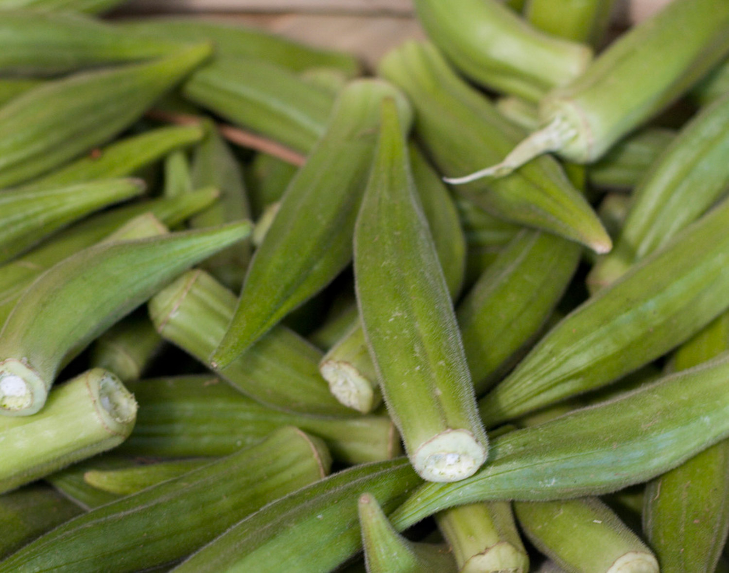 Okra