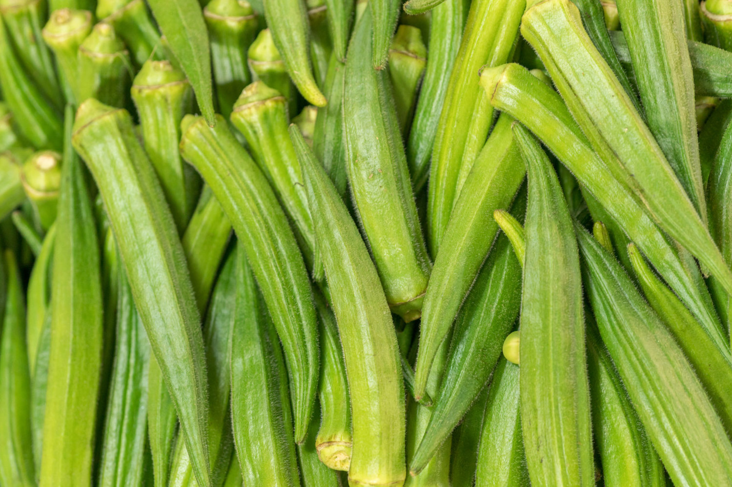 Okra