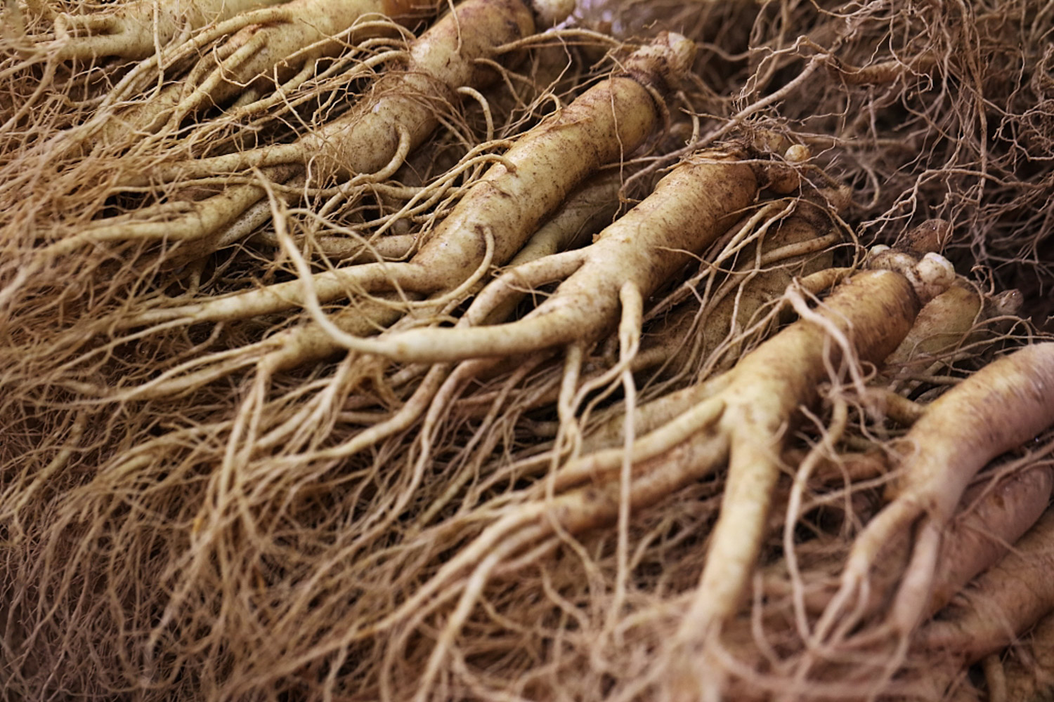 Ginseng