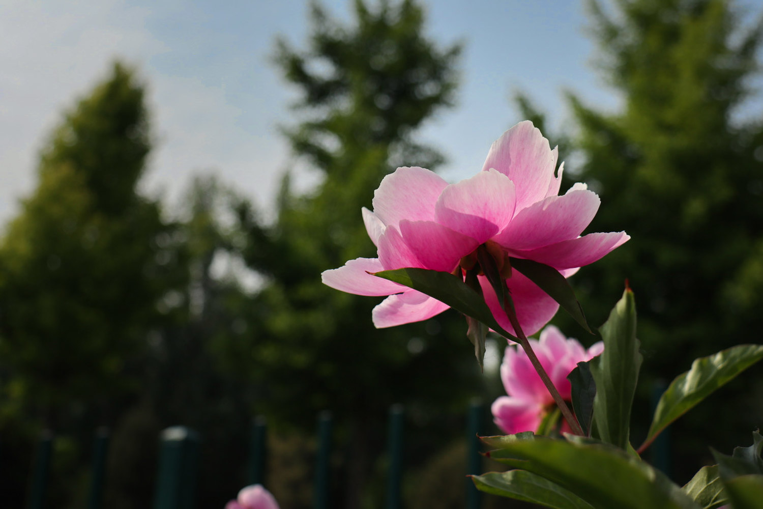 Chinese herbaceous peony