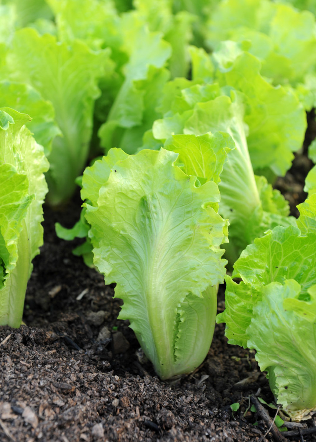 romaine lettuce