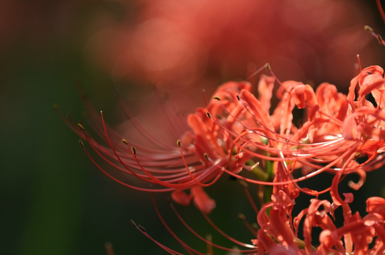 Lycoris radiata