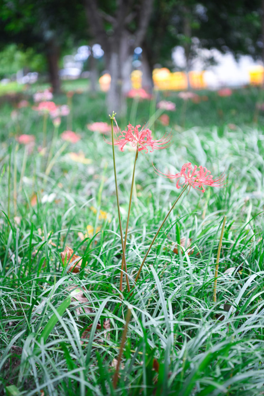 Lycoris radiata