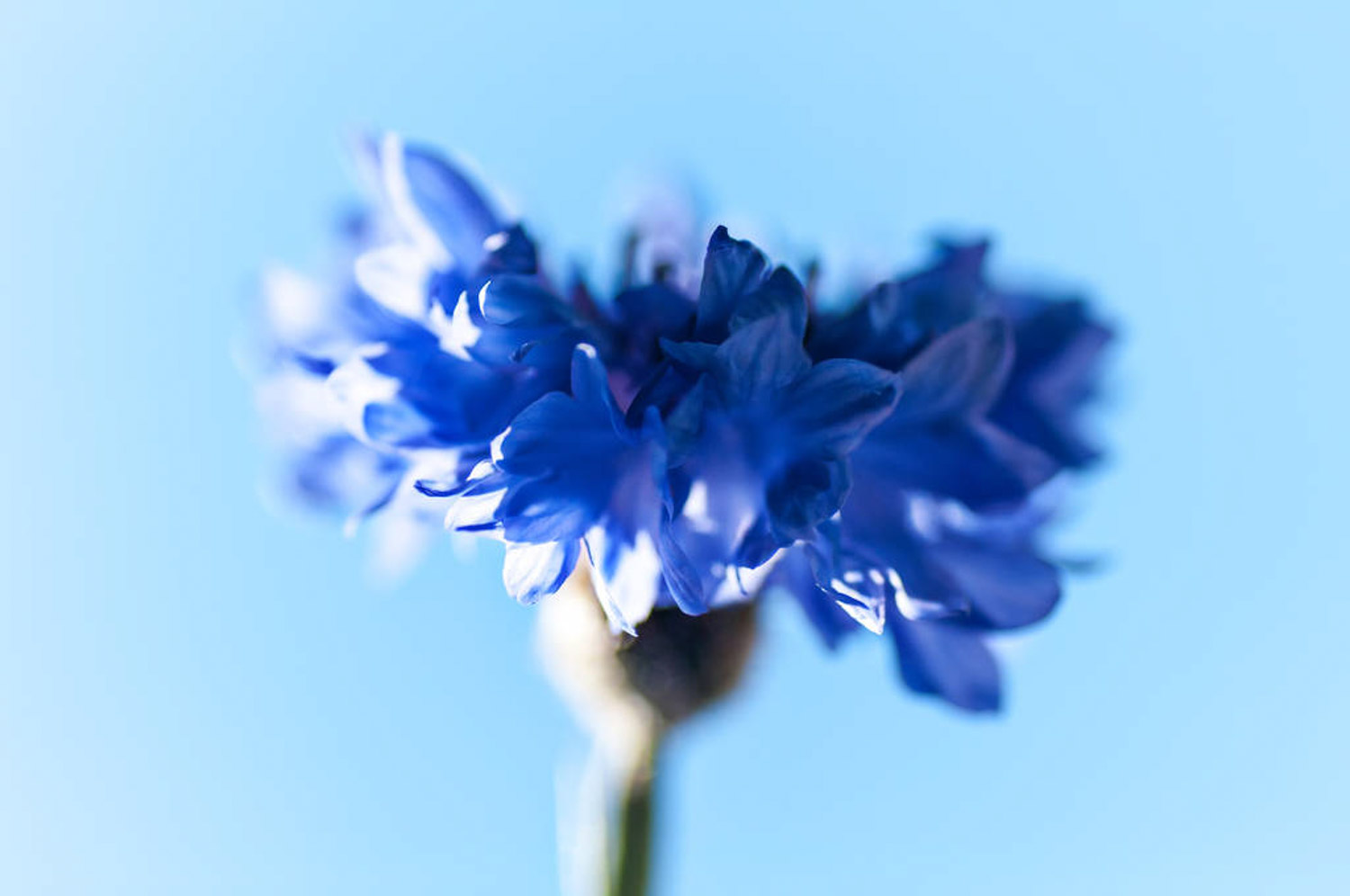 Cornflower