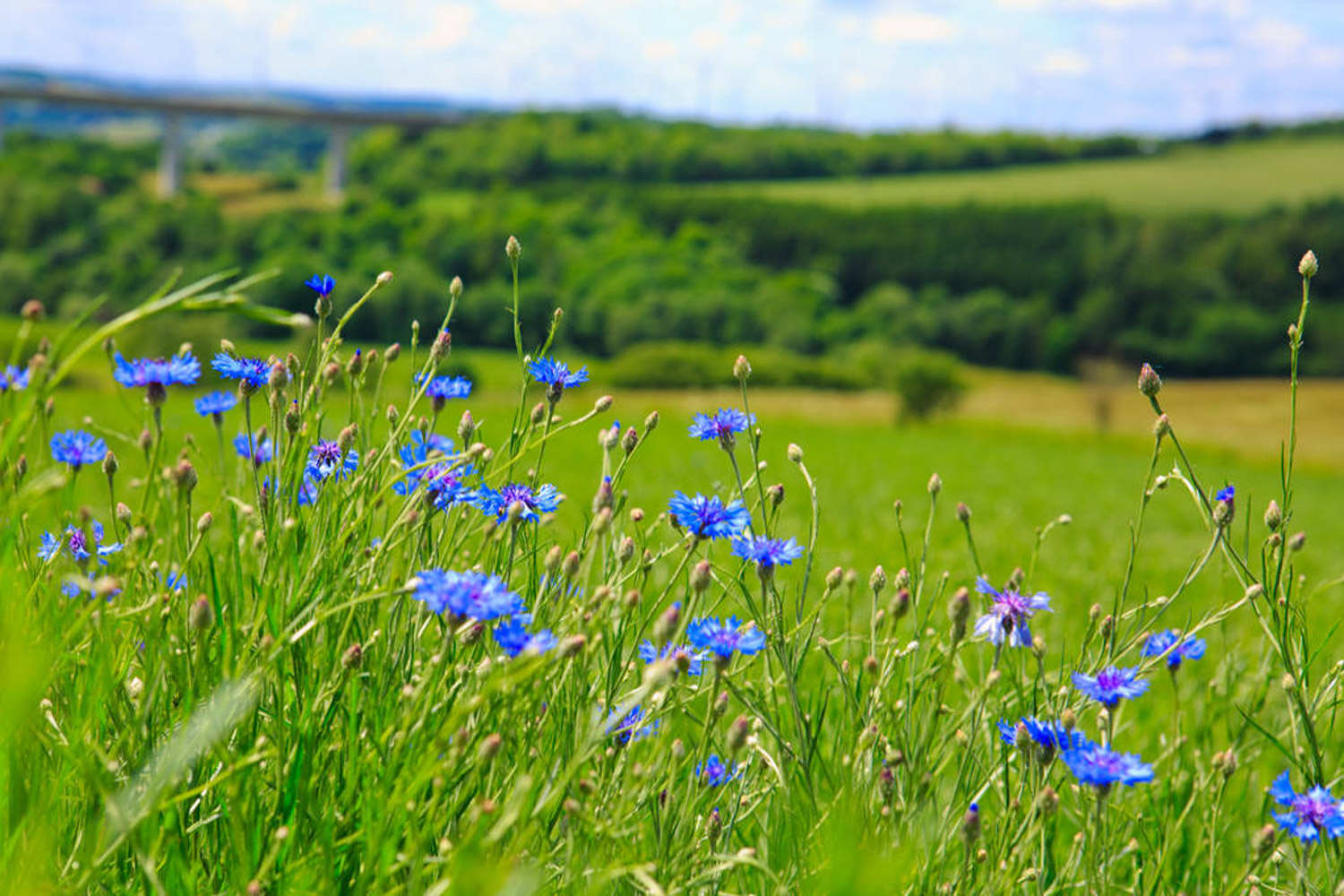 Cornflower