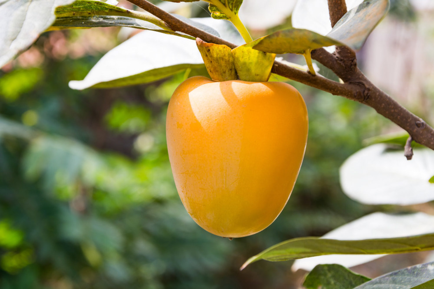 Persimmon tree