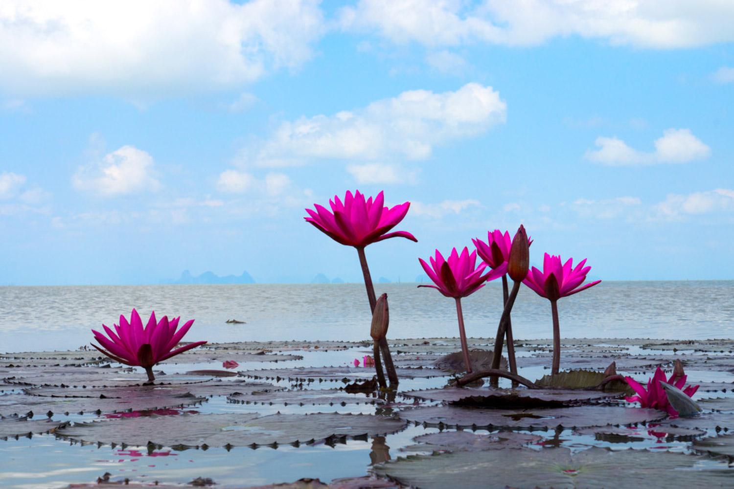 Water lilies