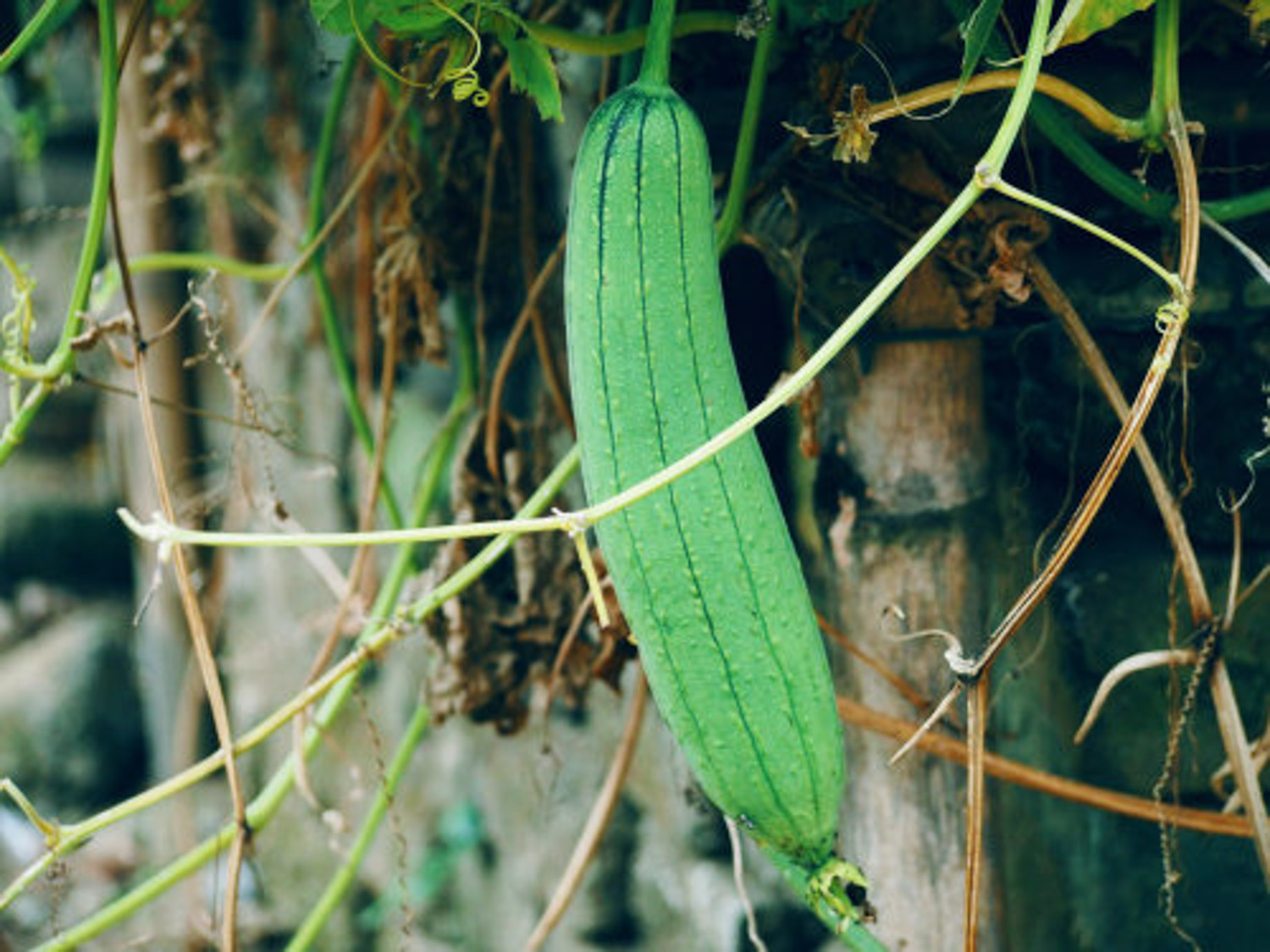 Towel gourd