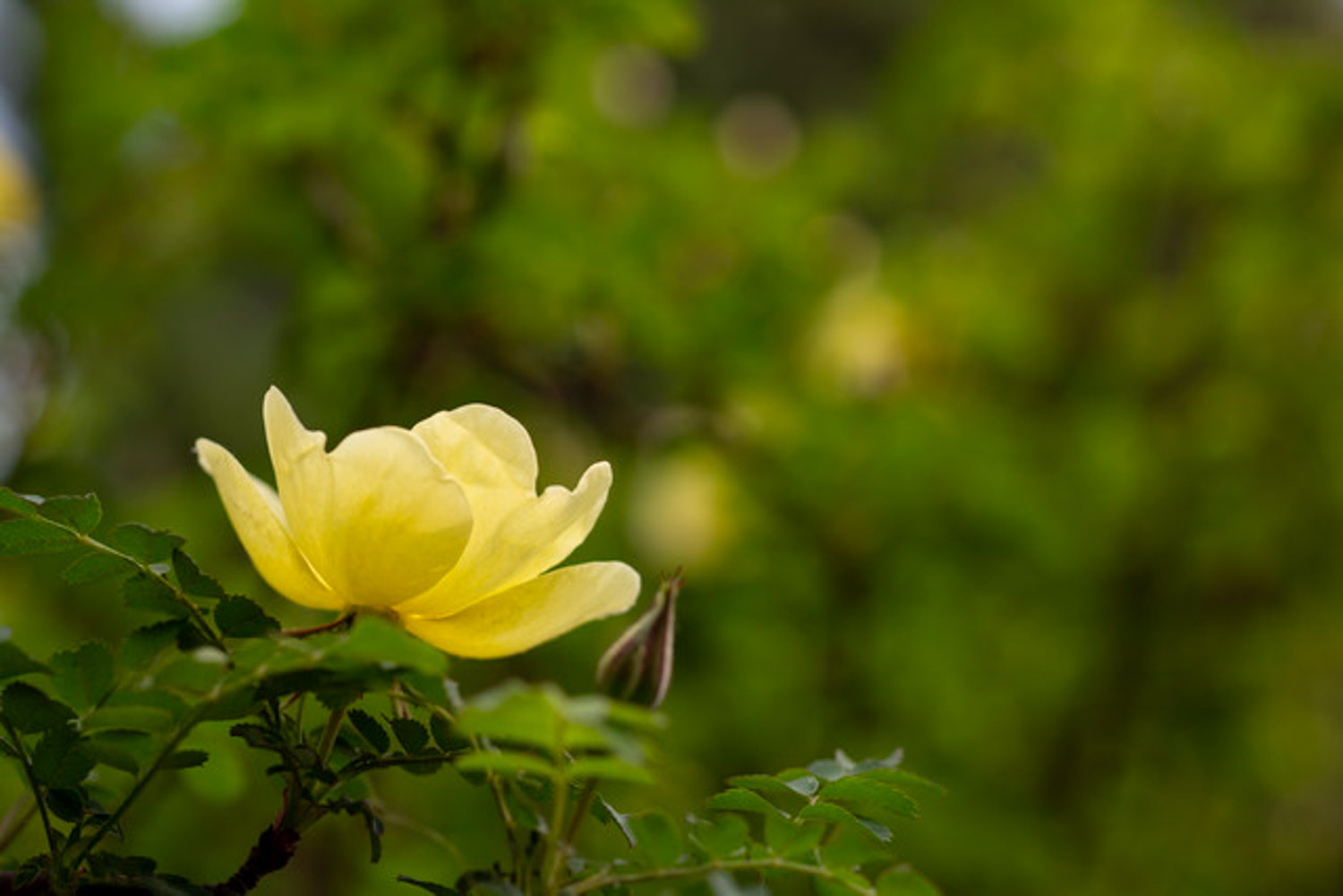 yellow rose