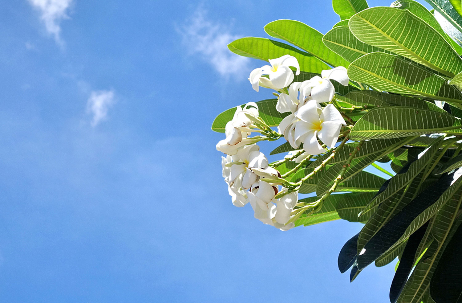 Plumeria rubra