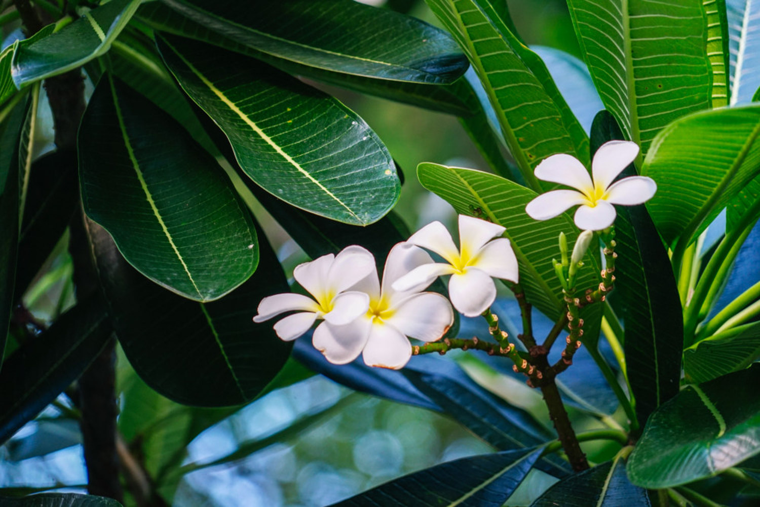 Plumeria rubra