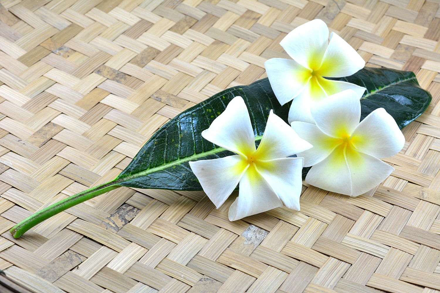 Plumeria rubra