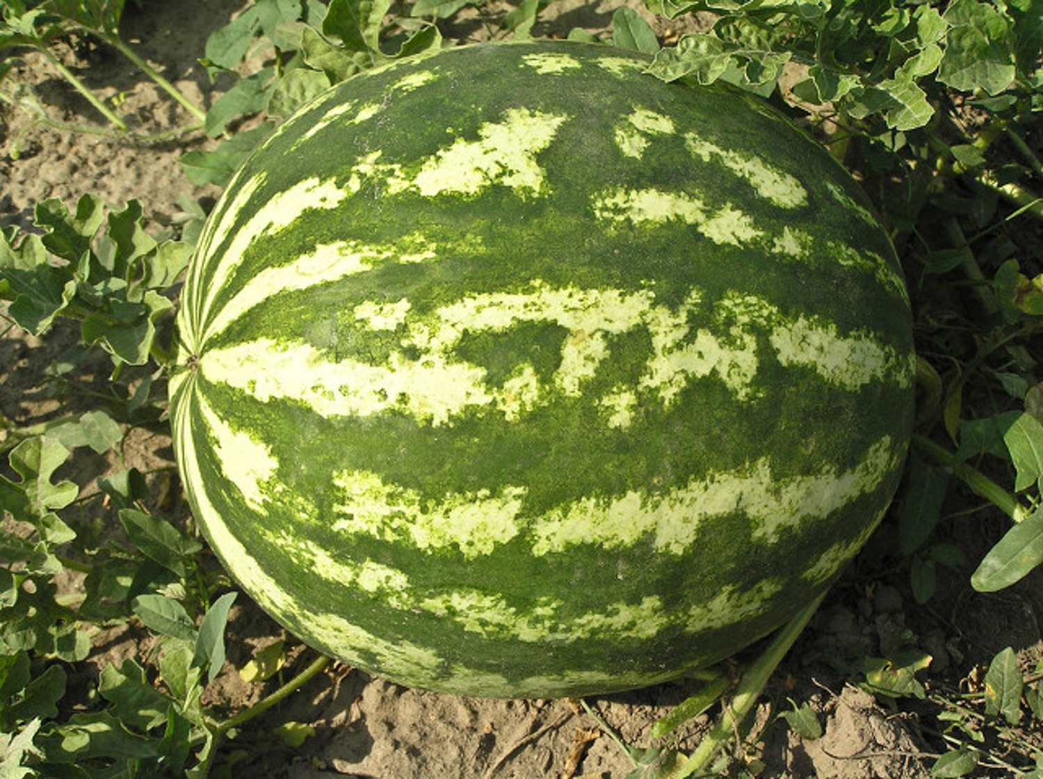 watermelon