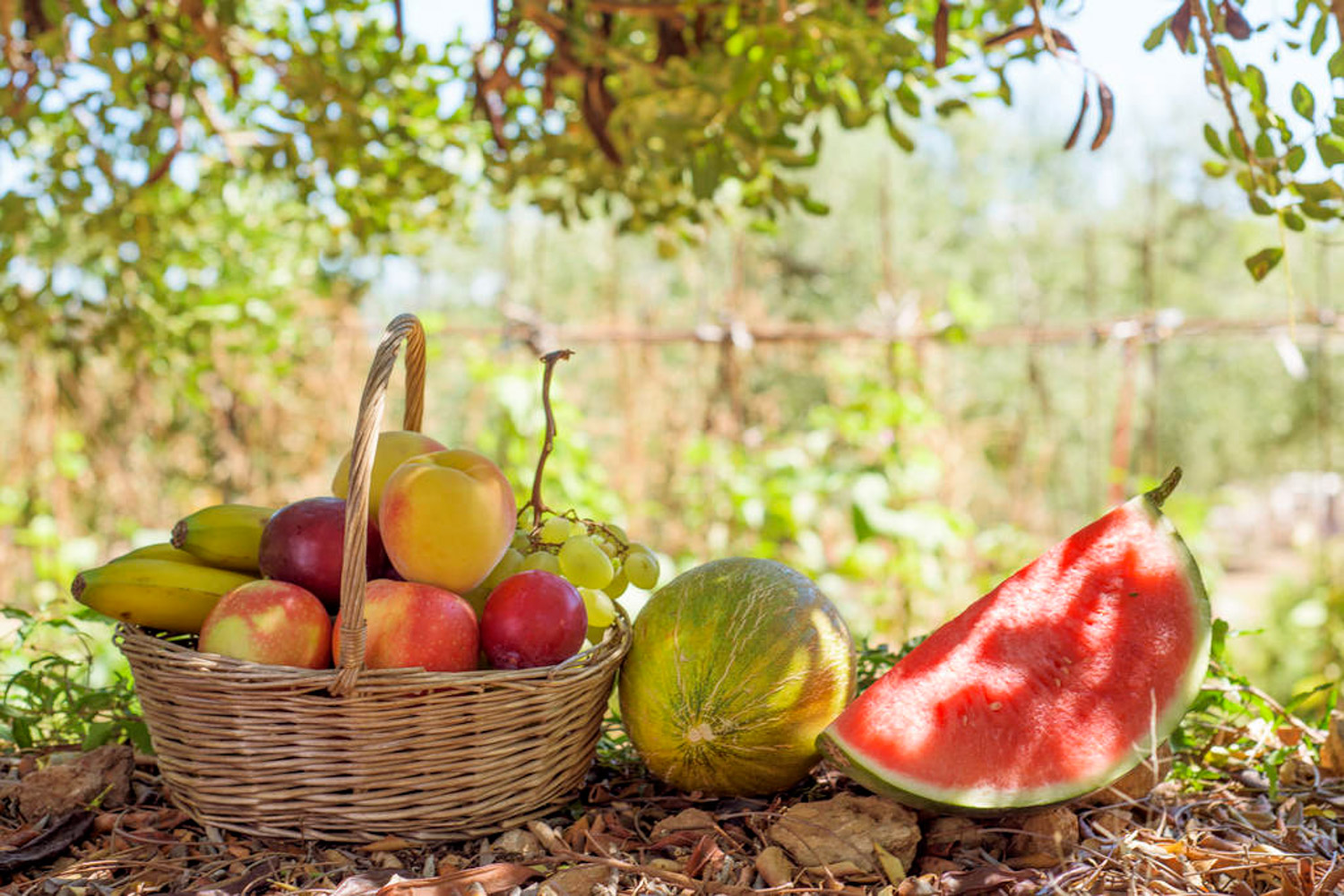 watermelon