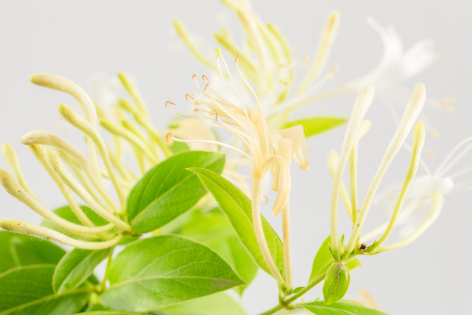 Honeysuckle