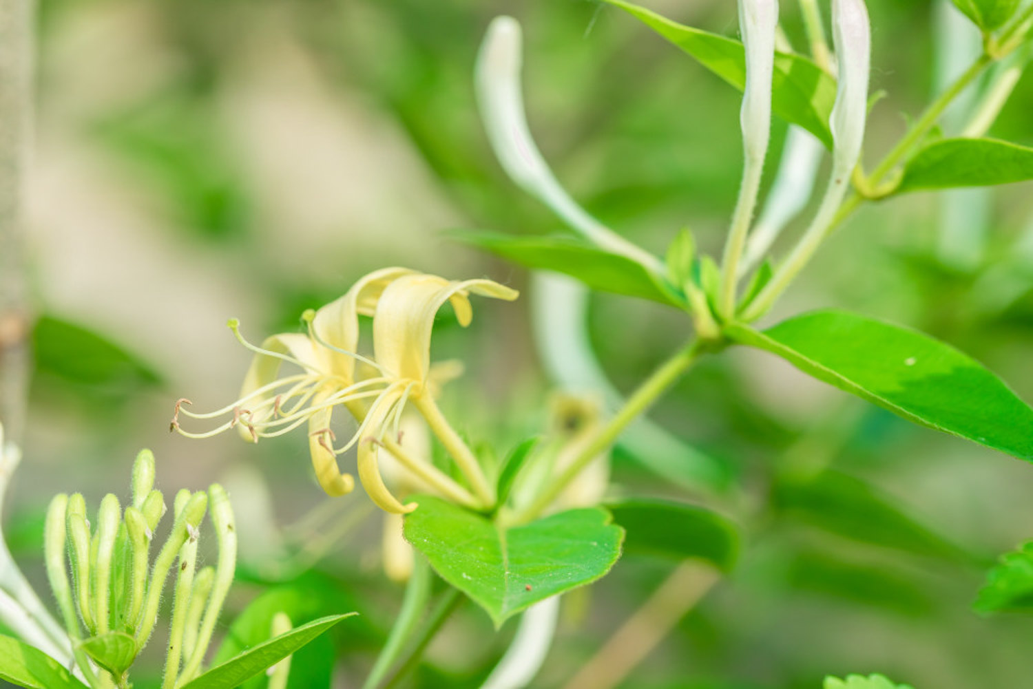 Honeysuckle