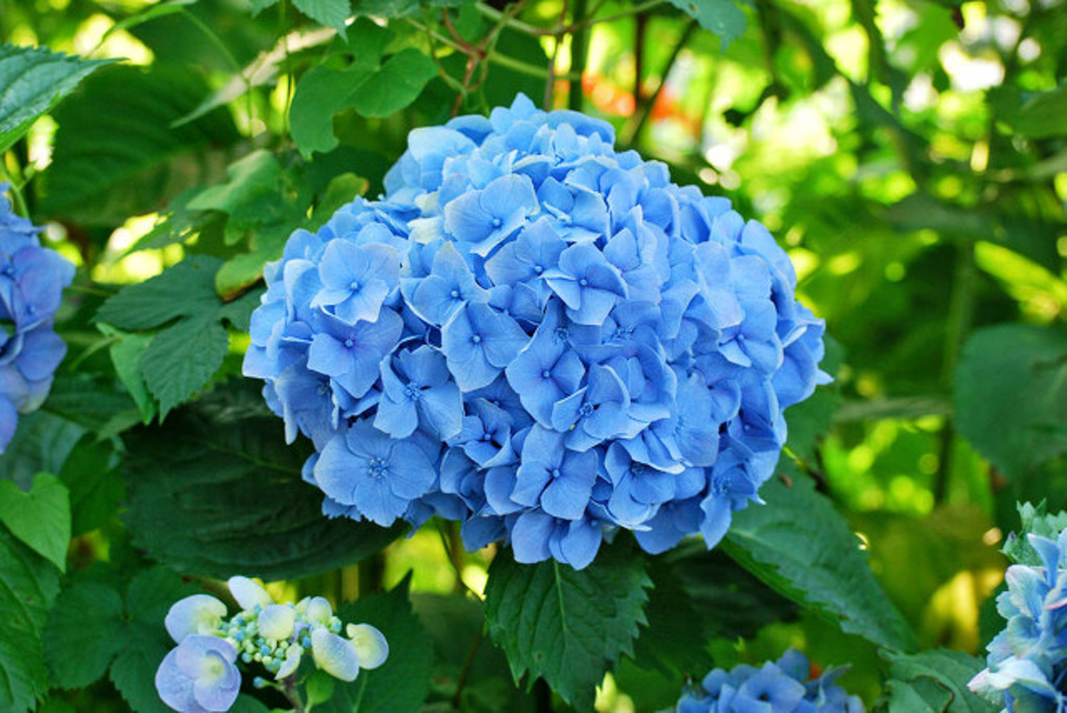 hydrangea