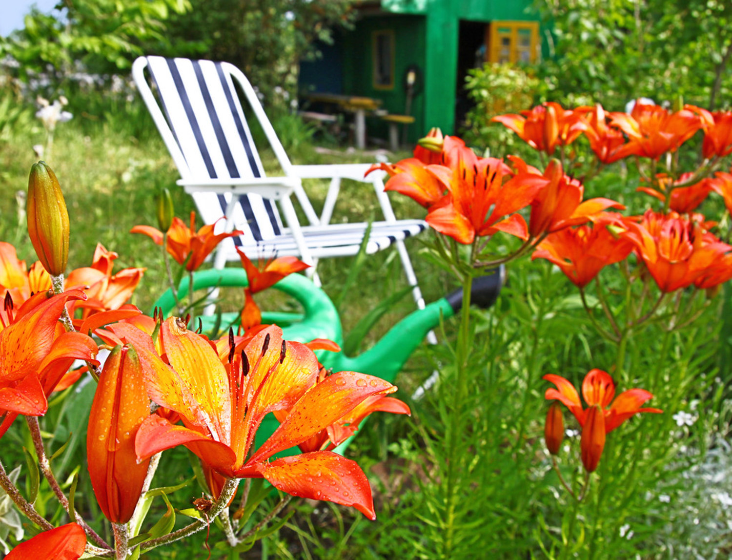 Hemerocallis