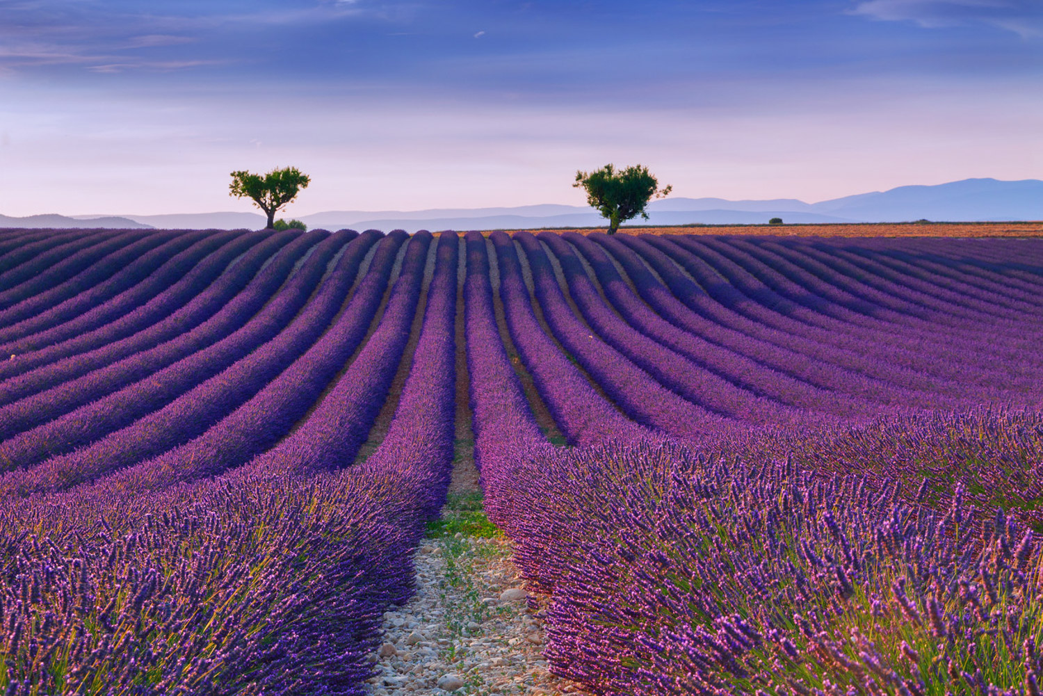 What does Lavender look like, introduction and characteristics of ...