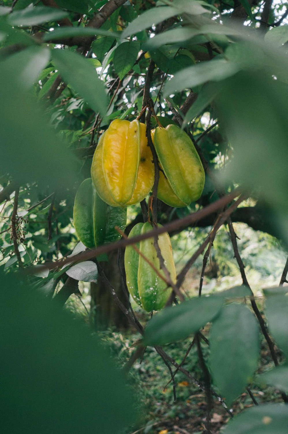 Carambola