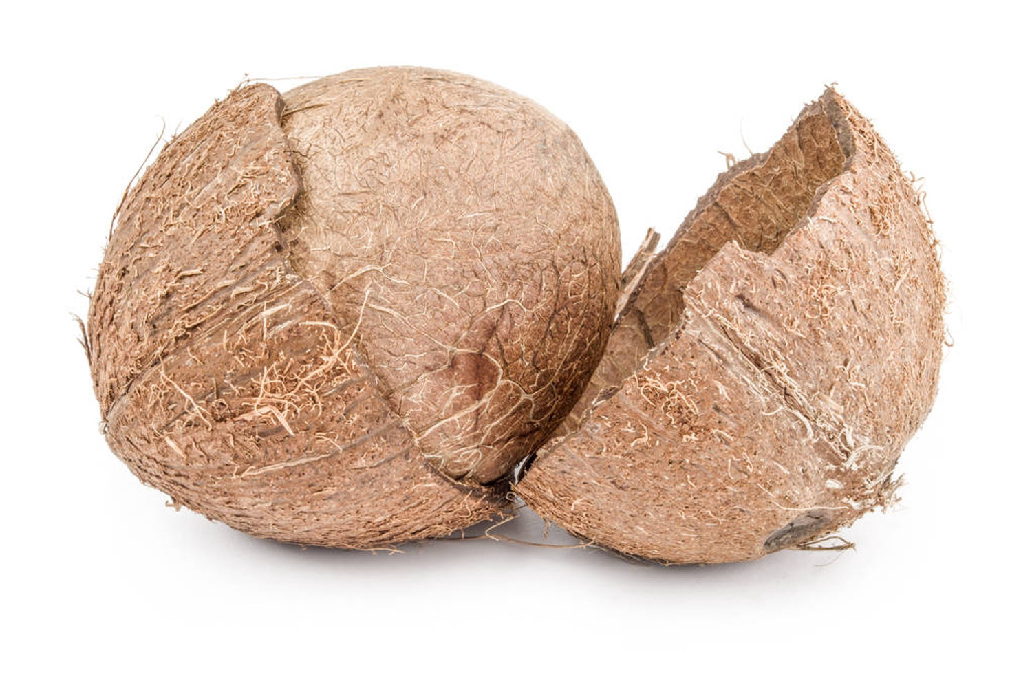 Coconut