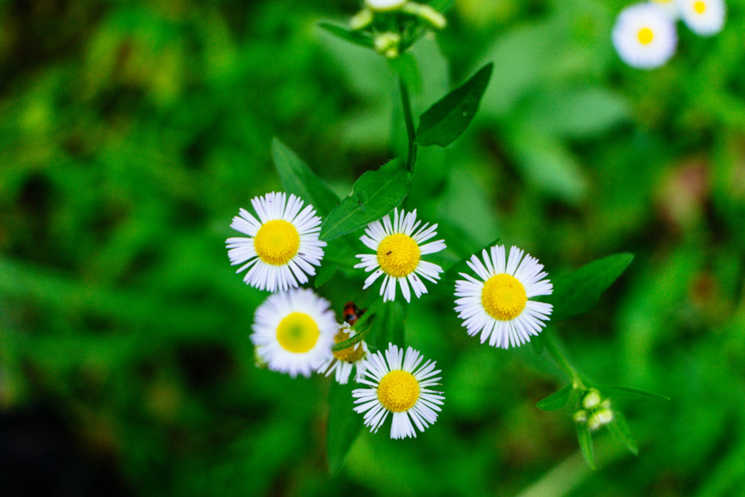 annual fleabane