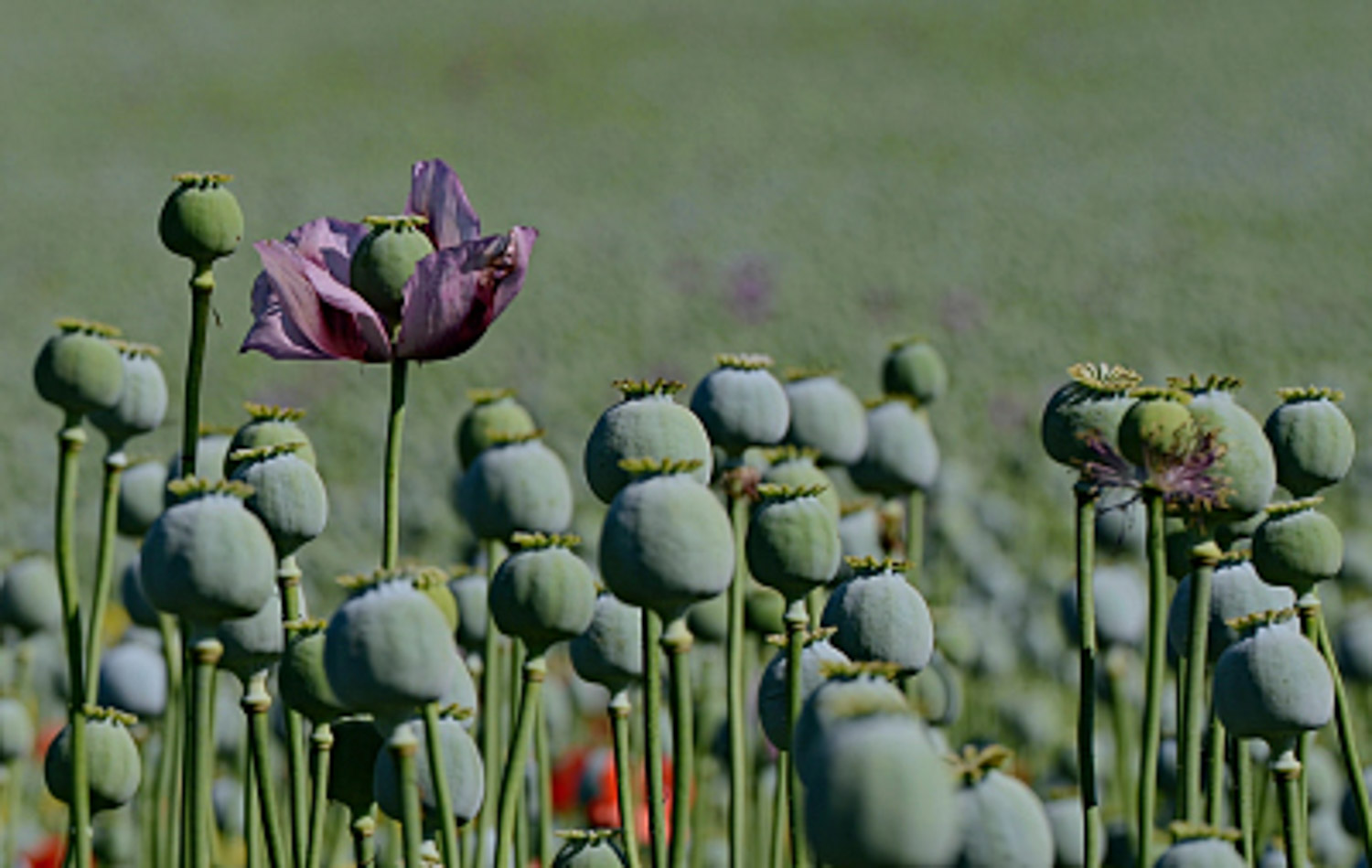 opium poppy