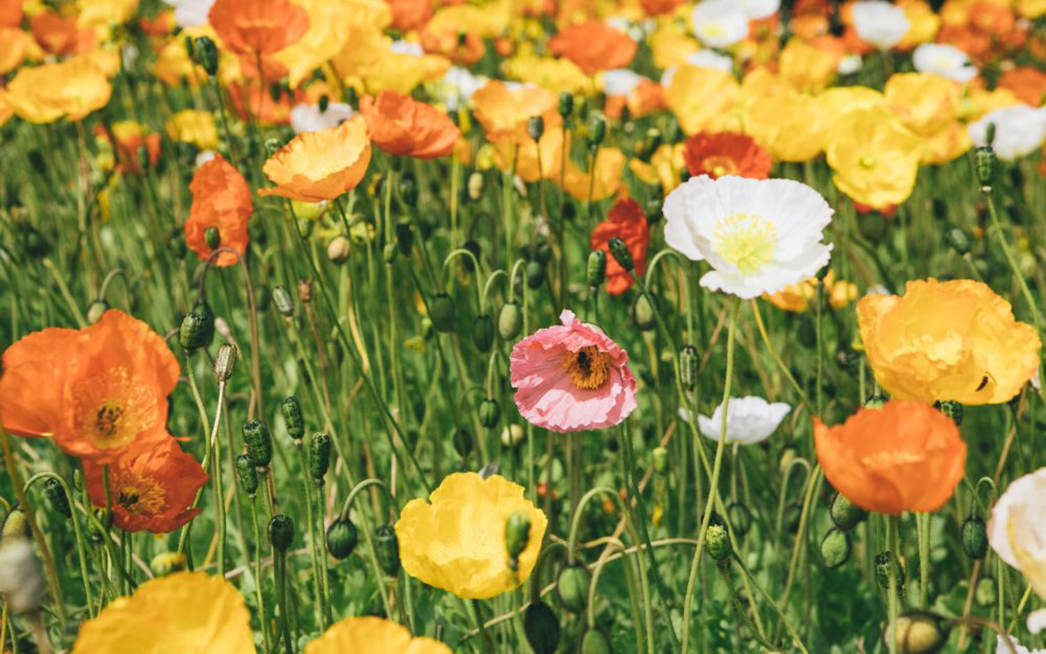 corn poppy