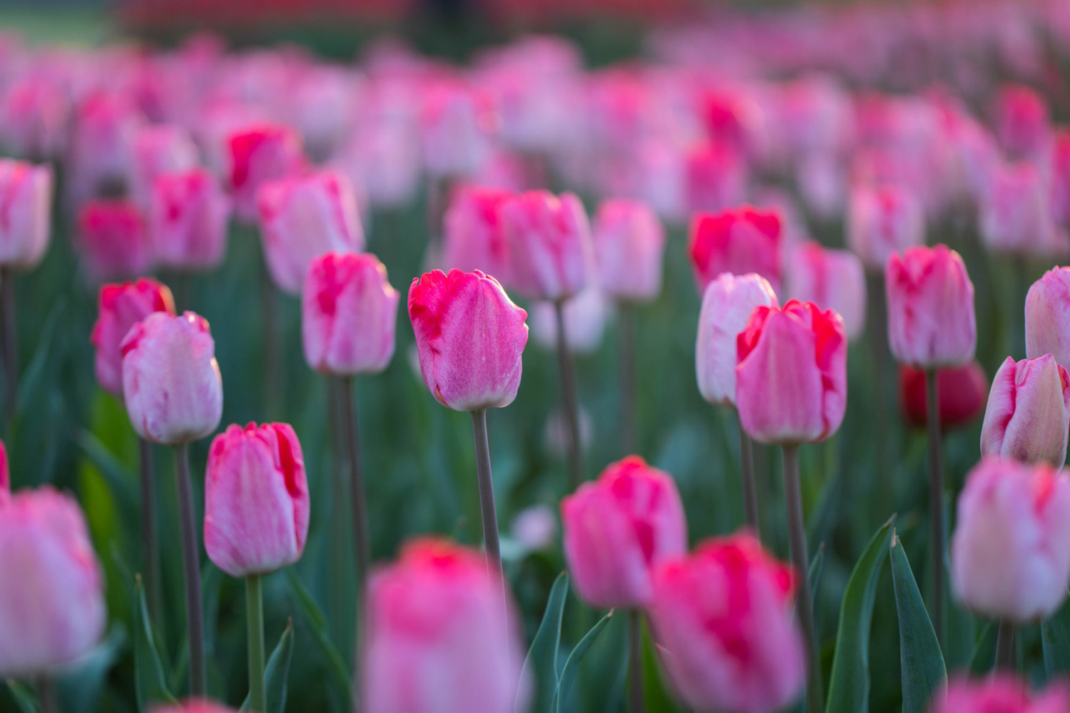 tulips