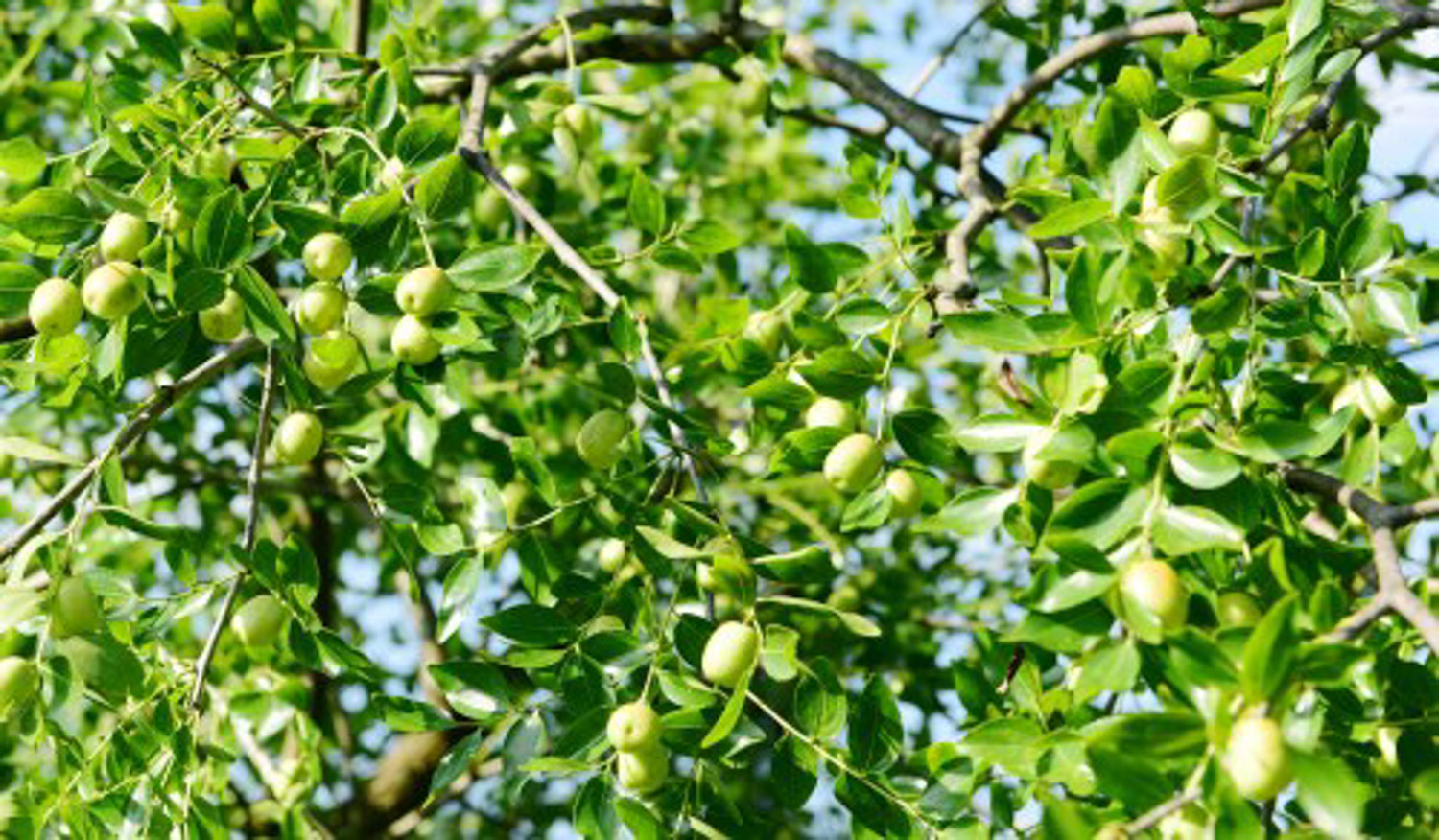 jujube tree