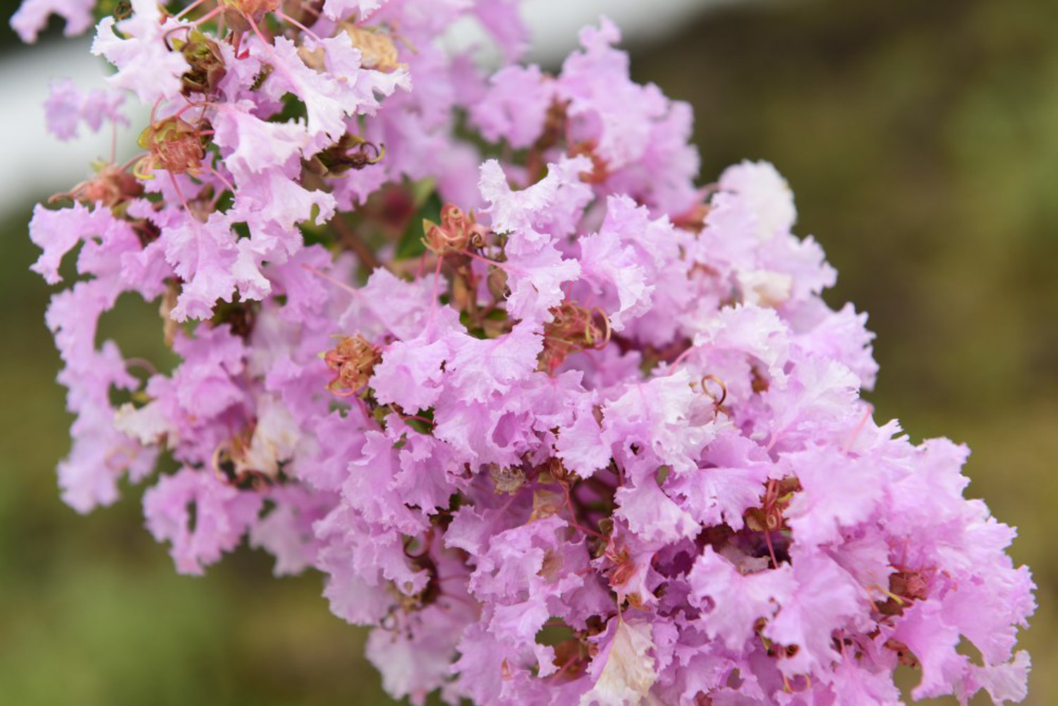 Crape myrtle