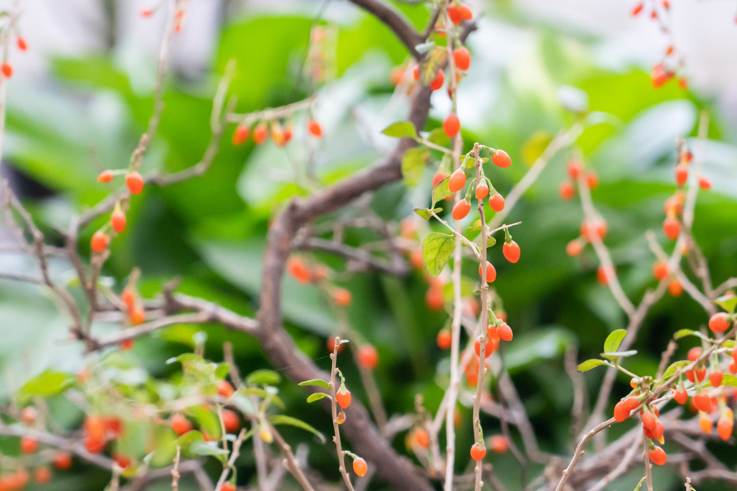 Chinese wolfberry