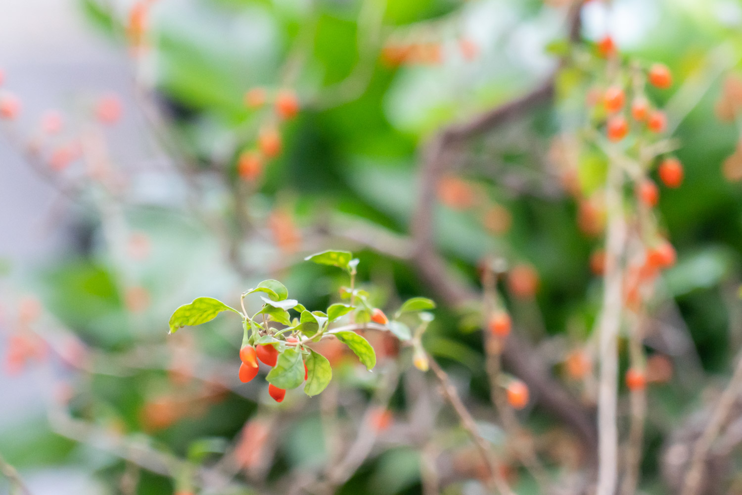 Chinese wolfberry