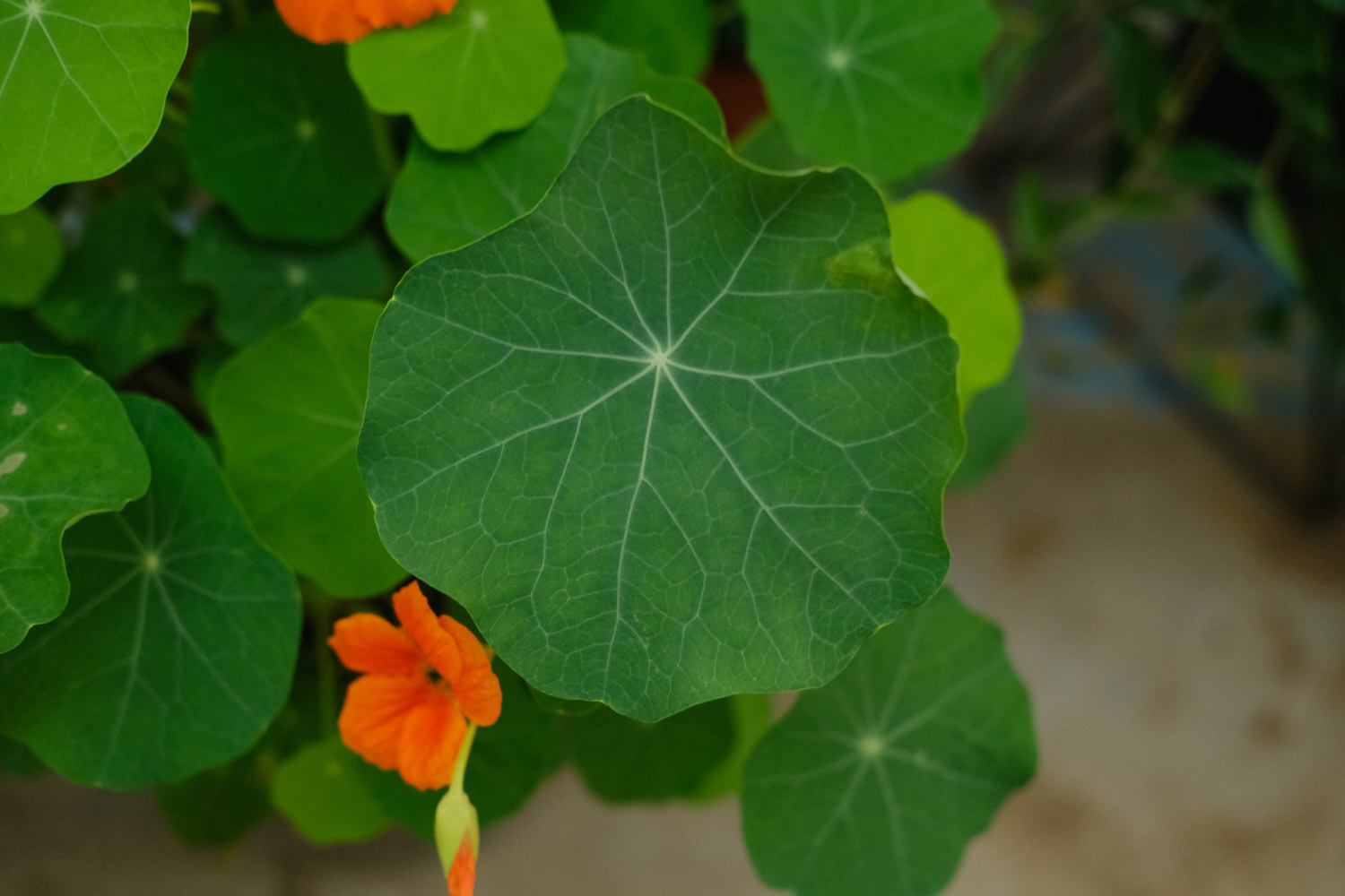 garden nasturtium