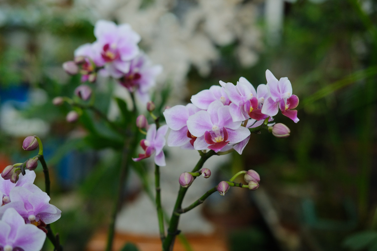 moth orchid