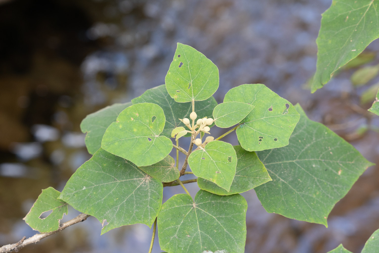 Paulownia